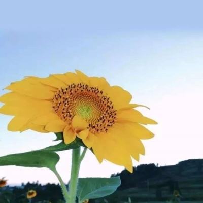 屠龙破晓苍月版下载